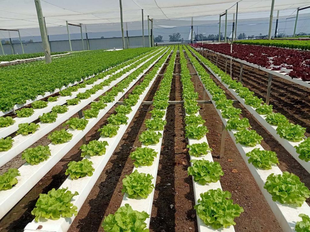 Domain Track: Smart Agriculture