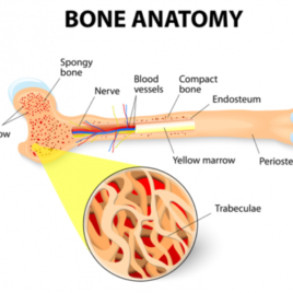 flow Bone-Anatomy